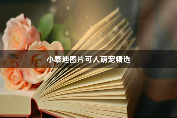 小泰迪图片可人萌宠精选