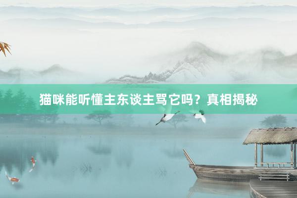 猫咪能听懂主东谈主骂它吗？真相揭秘
